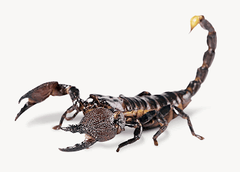 Scorpion isolated, animal design  | Free Photo - rawpixel
