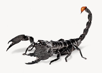 Scorpion isolated, animal design  | Free Photo - rawpixel