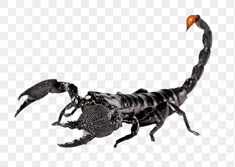 Scorpion png animal sticker, transparent | Free PNG - rawpixel