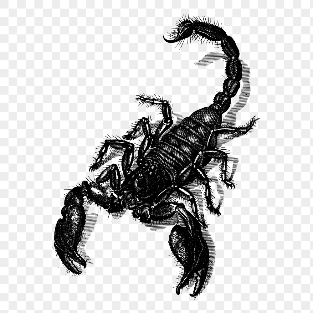 Scorpion png sticker, animal vintage | Free PNG - rawpixel