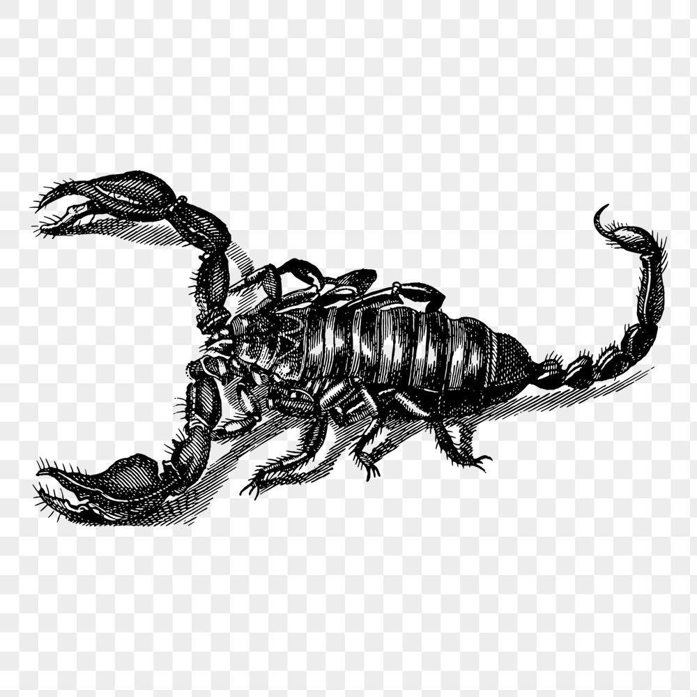 Scorpion png sticker, animal vintage | Free PNG - rawpixel