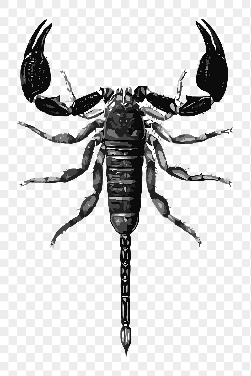 Scorpion png sticker illustration, transparent | Free PNG - rawpixel