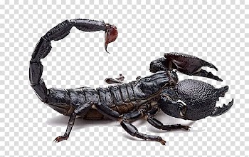 Scorpion Poison Mesobuthus martensii Venom Buthidae, Black Scorpion transparent background PNG clipart