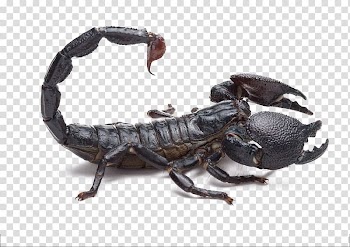 Scorpion Poison Spider Southern black widow Mesobuthus martensii, Black Scorpion transparent background PNG clipart