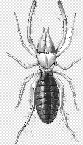 Scorpion Spider Eremobates aztecus , spider transparent background PNG clipart