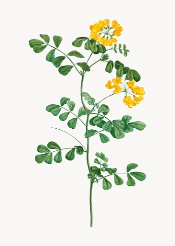 Scorpion vetch plant | Free stock vector - 568506
