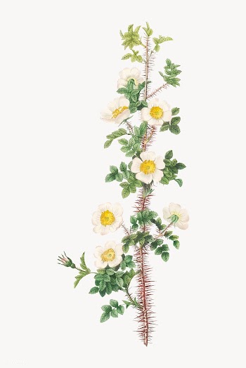 Scotch rose in bloom | Free stock vector - 574157