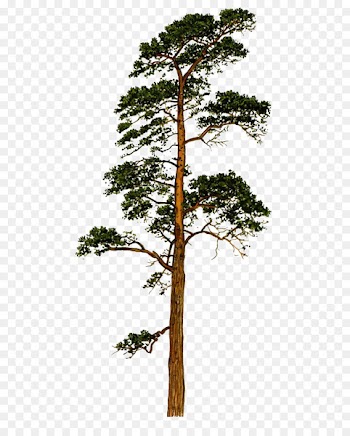 Scots pine Fir Tree Conifers Trunk - pine 