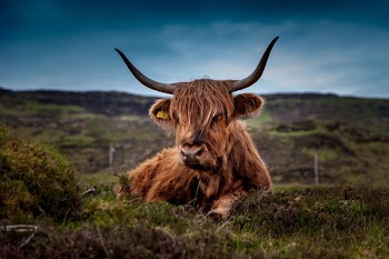          Scottish Cow Free Photo     