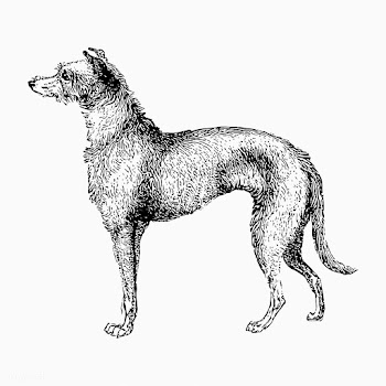 Scottish Deerhound shade drawing | Free stock vector - 562294