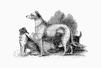 Scottish Deerhound shade drawing | Free stock vector - 562408