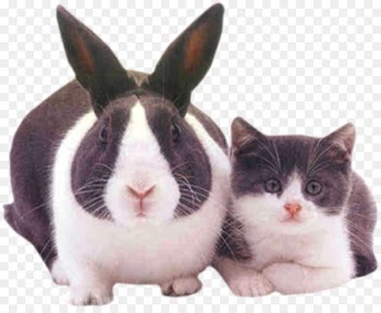 Scottish Fold Easter Bunny Kitten Dog Puppy - Rabbits and cats 