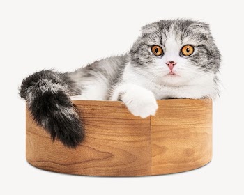 Scottish fold kitten, animal collage | Free PSD - rawpixel