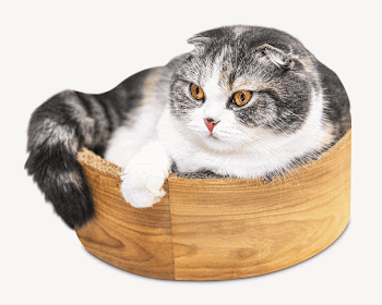 Scottish fold kitten collage element, | Free Photo - rawpixel