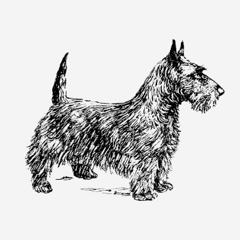 Scottish terrier, dog illustration. Free | Free Photo Illustration - rawpixel