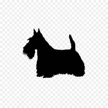 Scottish Terrier West Highland White Terrier Border Terrier Soft-coated Wheaten Terrier Miniature Schnauzer - puppy 