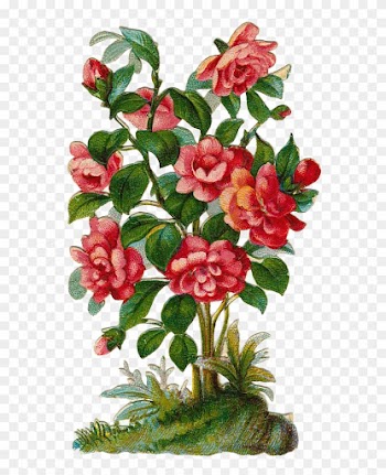Scrap Cliparts - Rose Bush Clipart