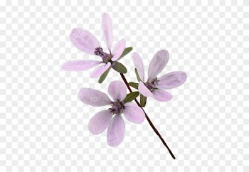 Scrapbook, Wedding, Scrapbook, Wedding, Clipart, Scrap, - Artificial Flower