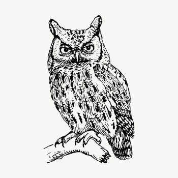 Screech owl clipart, vintage bird | Free Vector - rawpixel