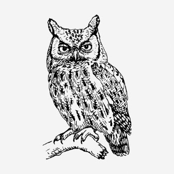 Screech owl drawing, vintage bird | Free Photo - rawpixel