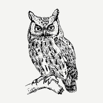 Screech owl drawing, vintage bird | Free PSD - rawpixel