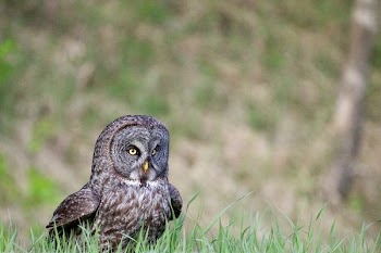 screech owl on green grass during daytime