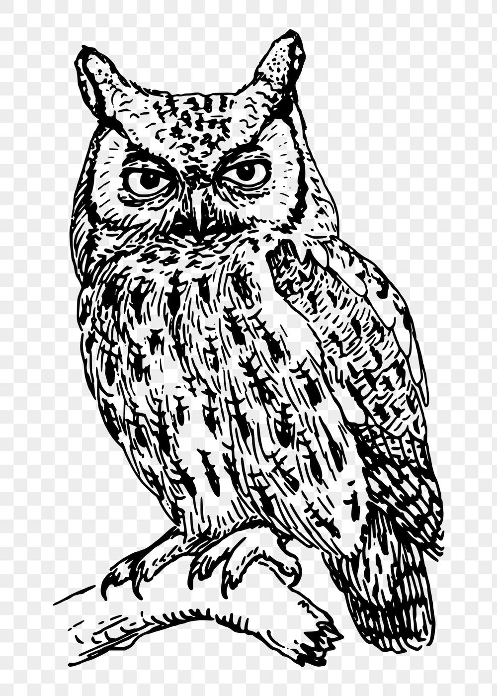 Screech owl png sticker, vintage | Free PNG - rawpixel