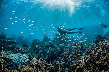 Scuba divers swimming around a colorful coral reef