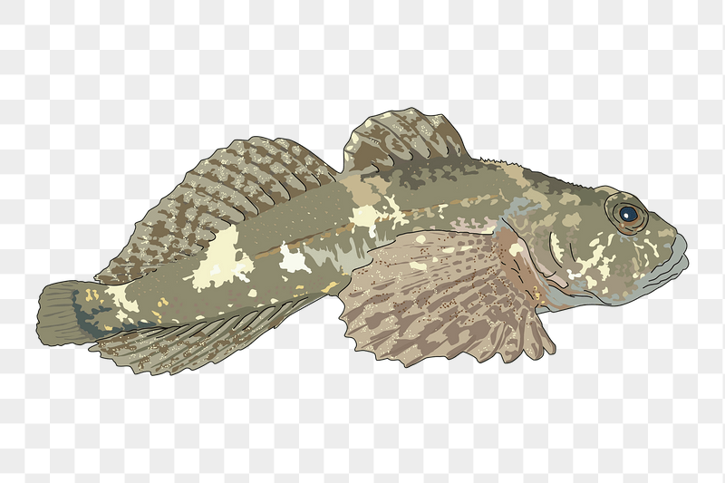 Sculpin fish png sticker illustration, | Free PNG - rawpixel