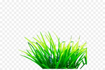 Scutch grass Computer file - Grass 