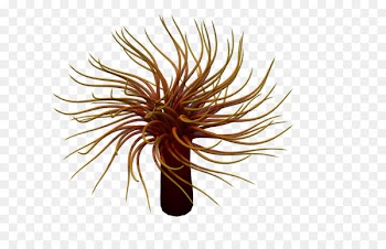 Sea anemone Animal - 3d cartoon animals marine animals 