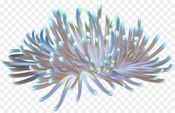 Sea anemone Coral Clip art - under water 