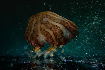 Sea Anemone Photography
