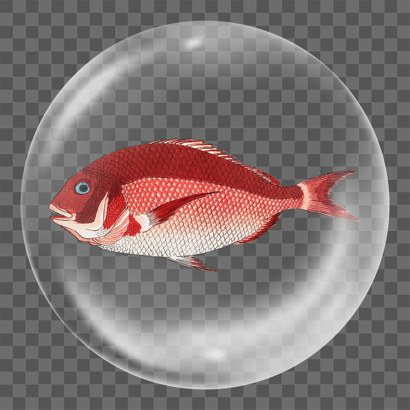 Sea bream fish png sticker, | Free PNG - rawpixel