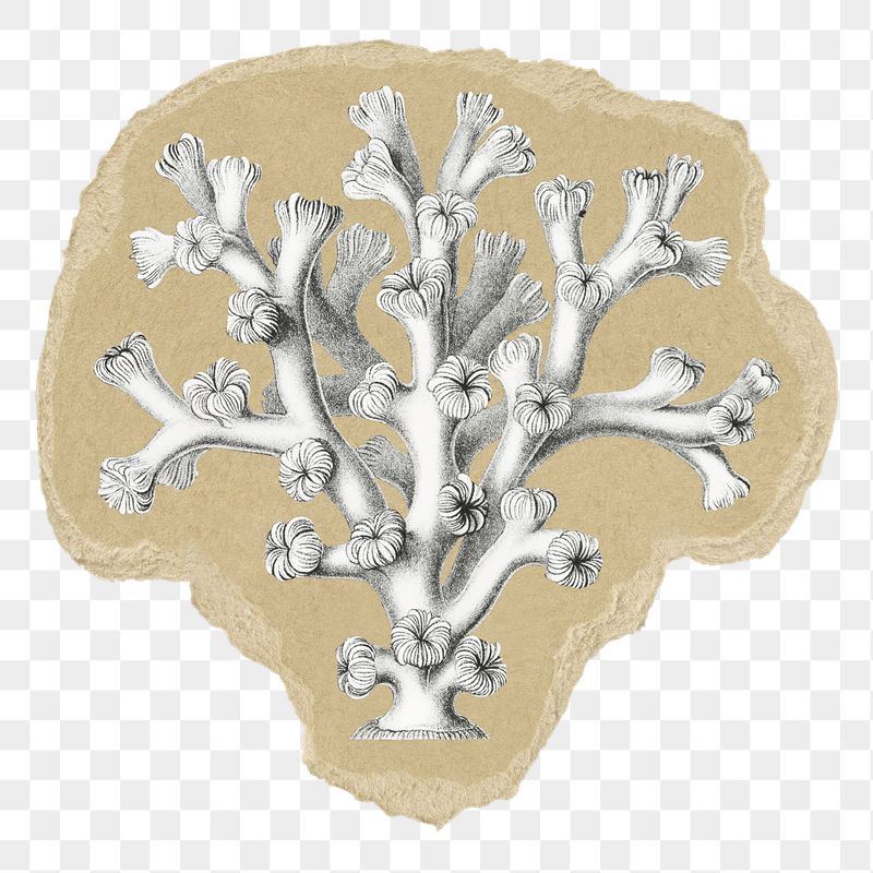 Sea coral png sticker, ripped | Free PNG Illustration - rawpixel