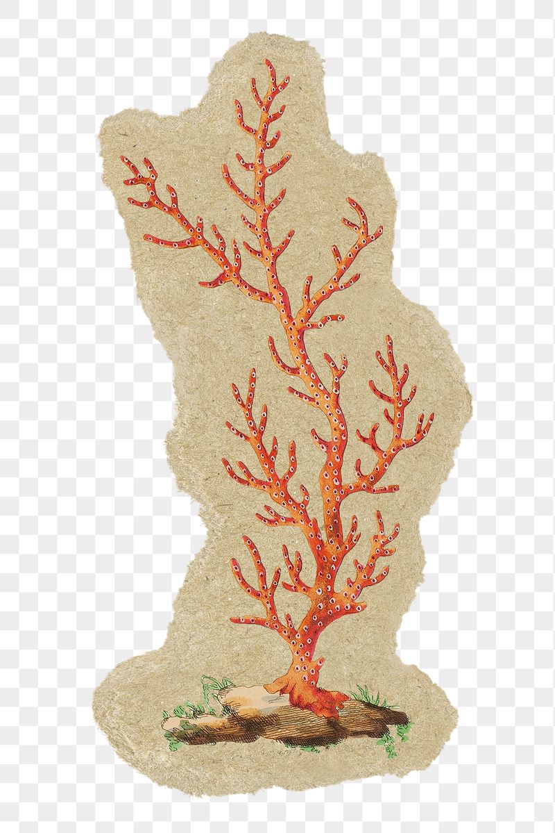 Sea coral png sticker, ripped | Free PNG Illustration - rawpixel