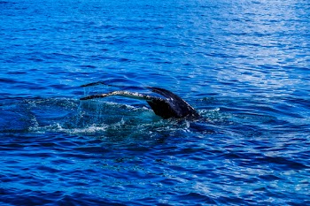 Sea Creature Submerged in Ocean
