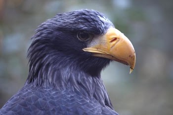 sea_eagle.jpg