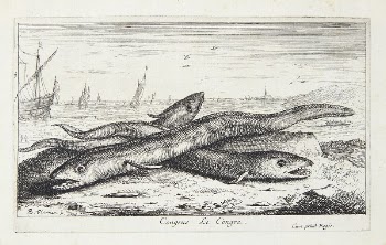 Sea eel (Congus) | Free Photo - rawpixel