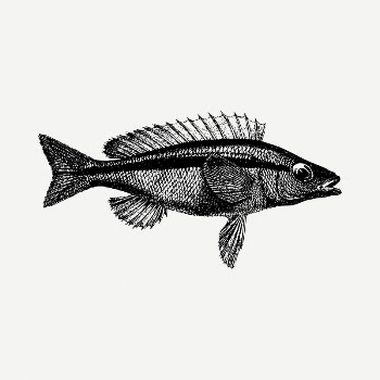 Sea fish clipart illustration psd. | Free PSD - rawpixel
