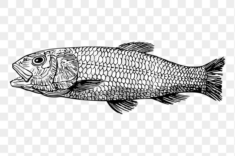 Sea fish png sticker extinct | Free PNG - rawpixel