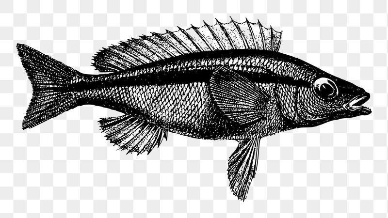 Sea fish png sticker illustration, | Free PNG - rawpixel