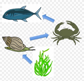 Sea Grass Clipart Ocean Plant - Food Chain In The Sea