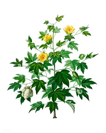 Sea Island cotton (gossypium vitifolium) illu.. | Free stock vector - 467569