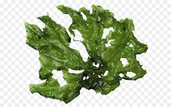 Sea lettuce Seaweed Green algae Royalty-free - alg flyer 