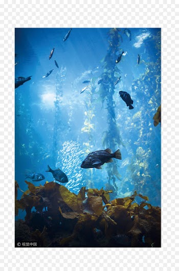 Sea Life Centres Ocean Underwater Aquarium - Sea sightseeing 