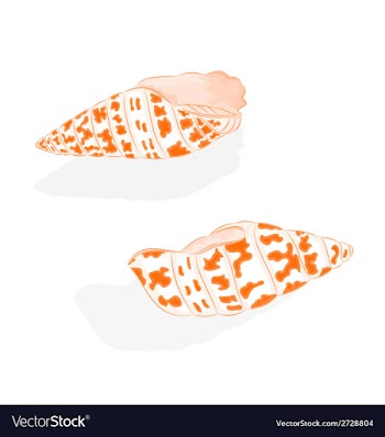 Sea Life two shells vector image