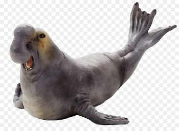 Sea lion Harbor seal Terrestrial animal Fauna -  