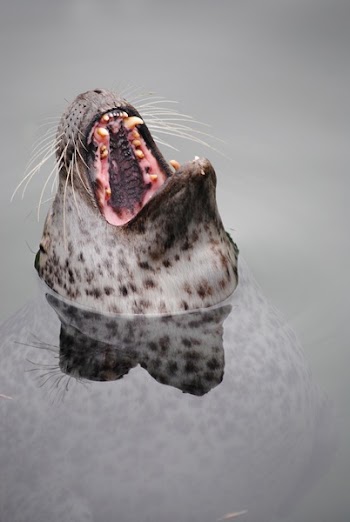 Sea Lion in Water Head Out Mouth Opened