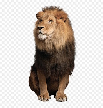 Sea lion Leopard Jaguar Felidae - Lions Lions 